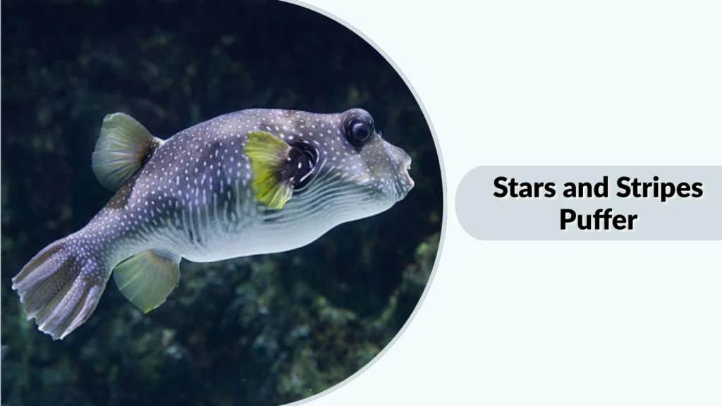 Stars and Stripes Puffer