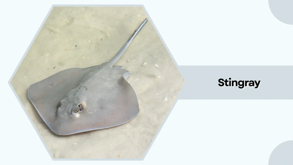 Stingray