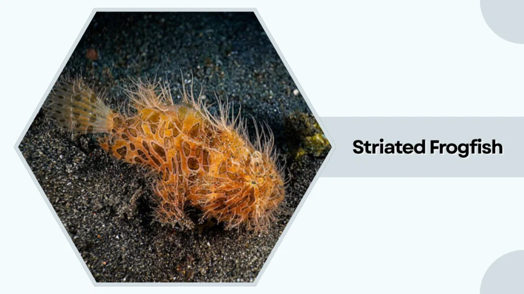Striated Frogfish