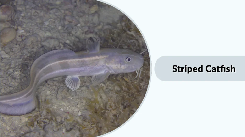 Striped Catfish