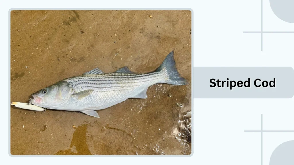 Striped Cod