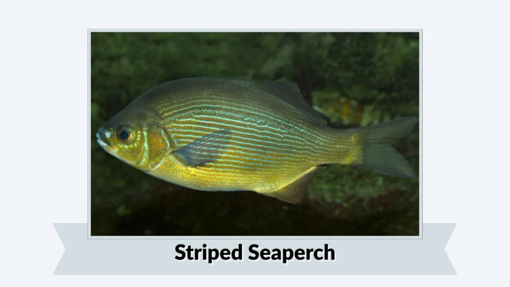 Striped Seaperch