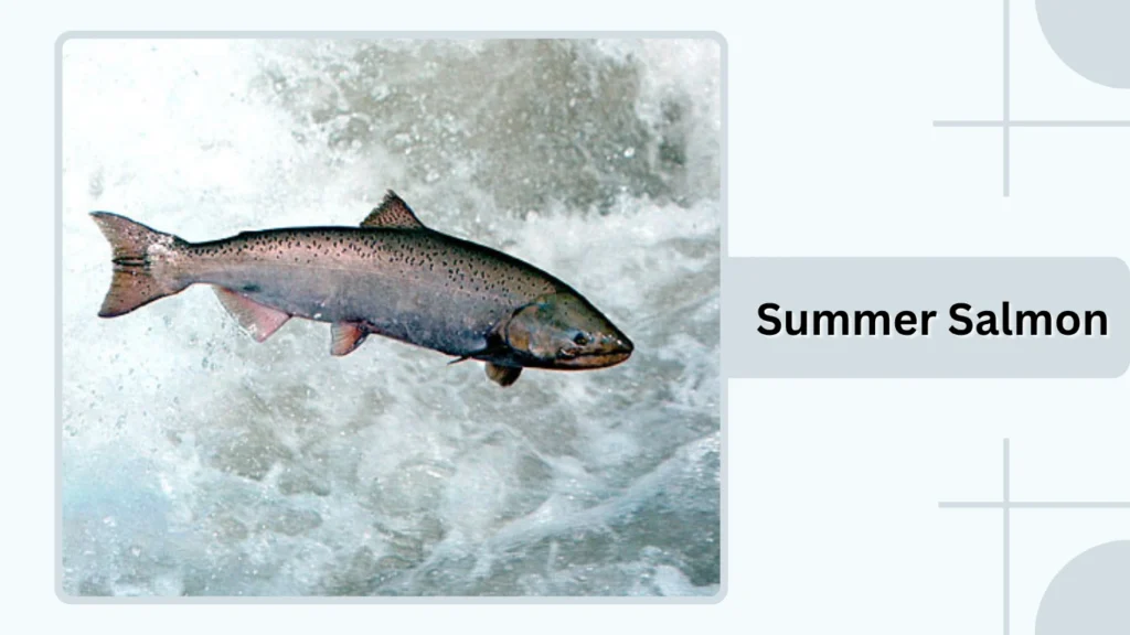 Summer Salmon