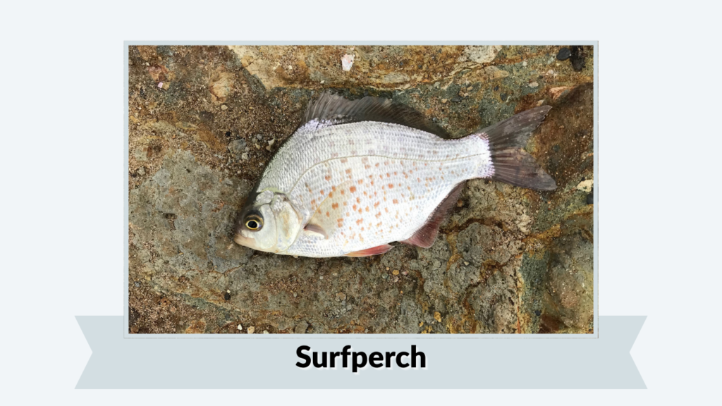 Surfperch