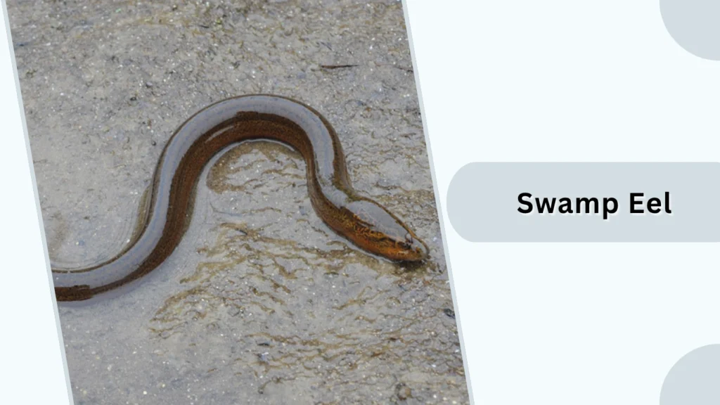 Swamp Eel