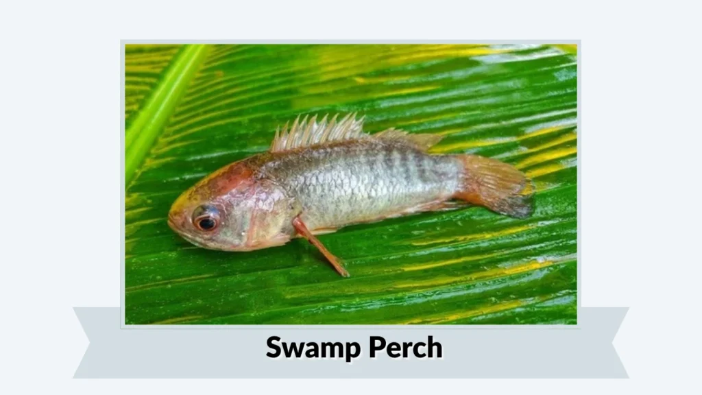  Swamp Perch