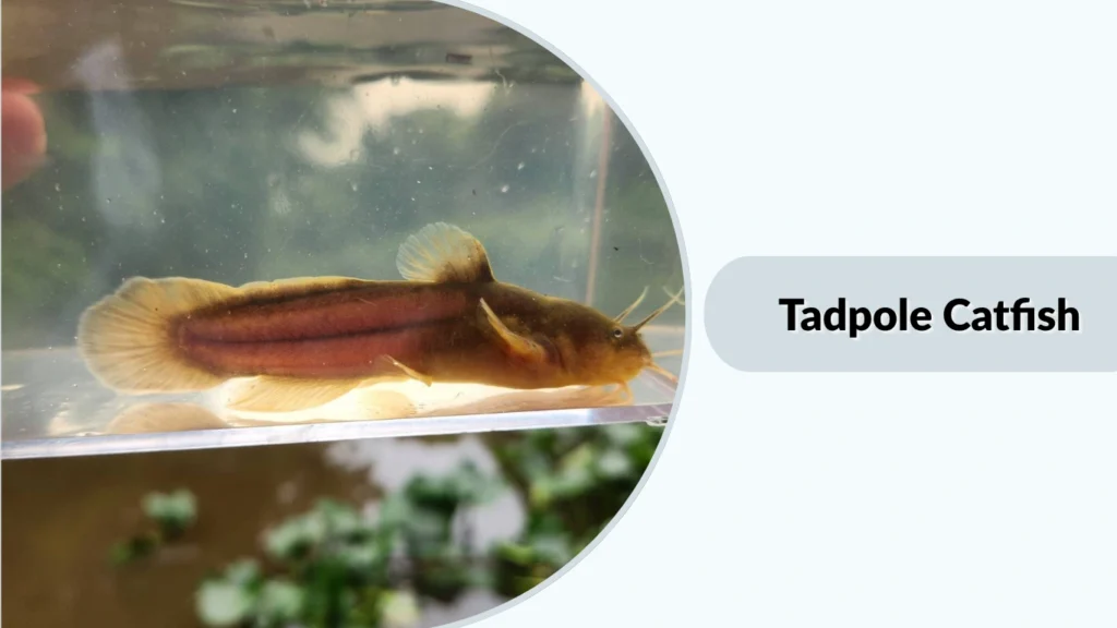 Tadpole Catfish