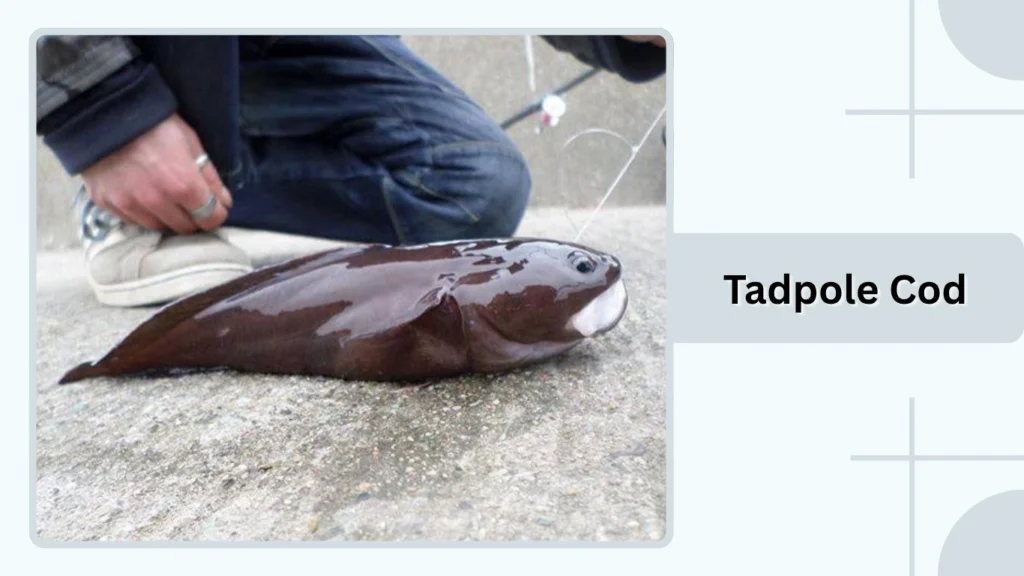 Tadpole Cod