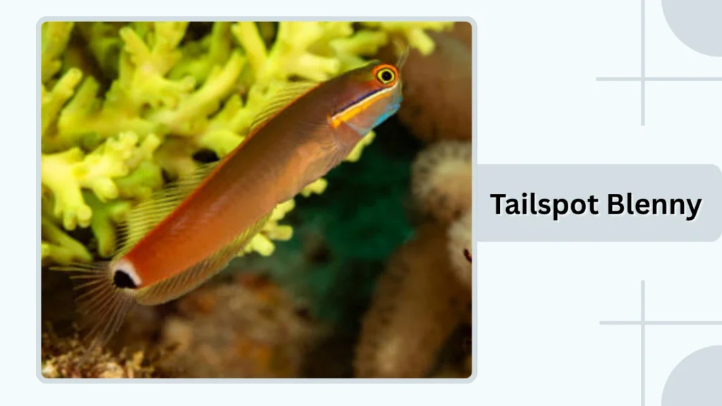 Tailspot Blenny