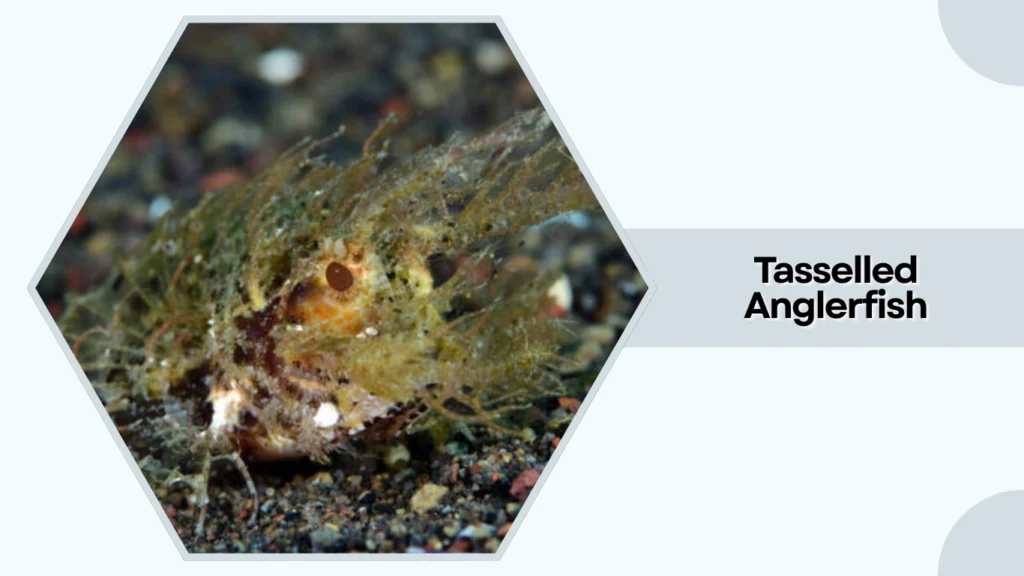 Tasselled Anglerfish
