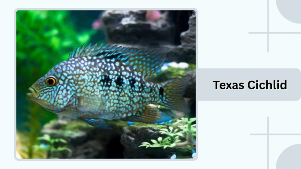 Texas Cichlid