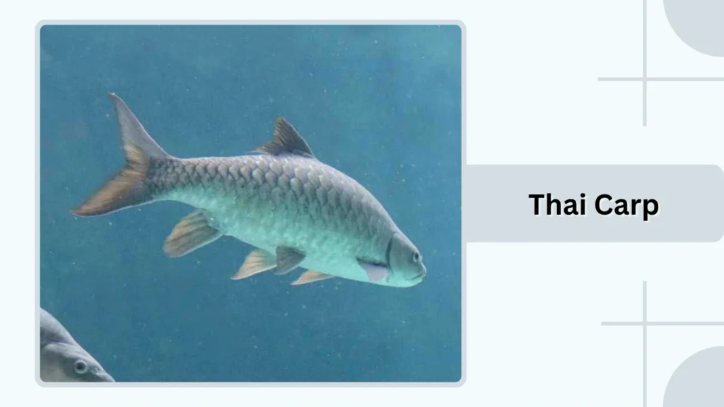 Thai Carp