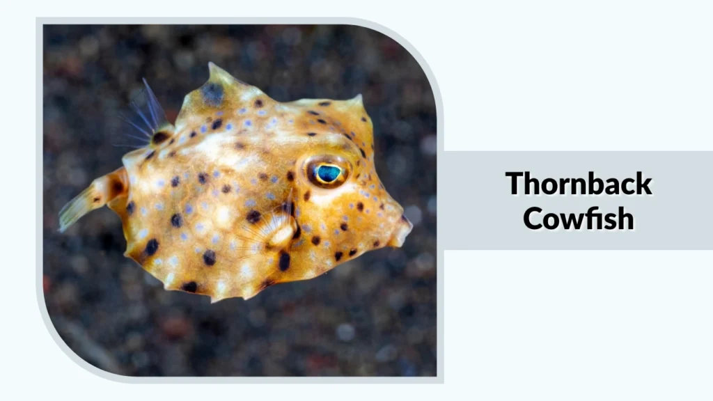 Thornback Cowfish
