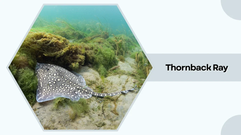 Thornback Ray