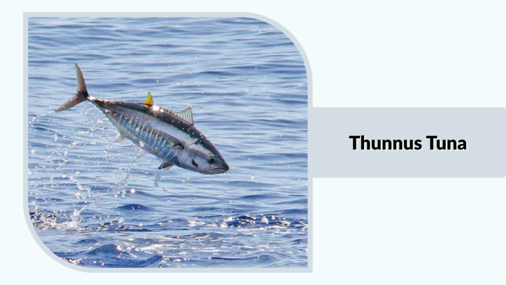 Thunnus Tuna