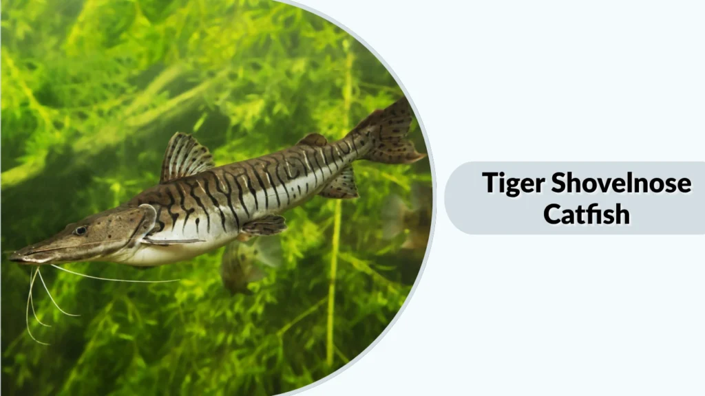 Tiger Shovelnose Catfish