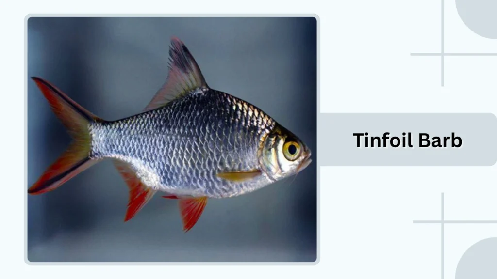 Tinfoil Barb