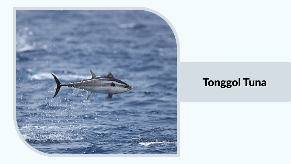 Tonggol Tuna