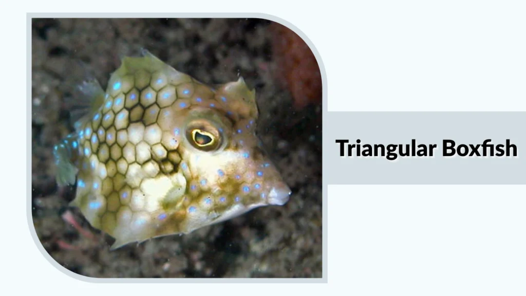 Triangular Boxfish