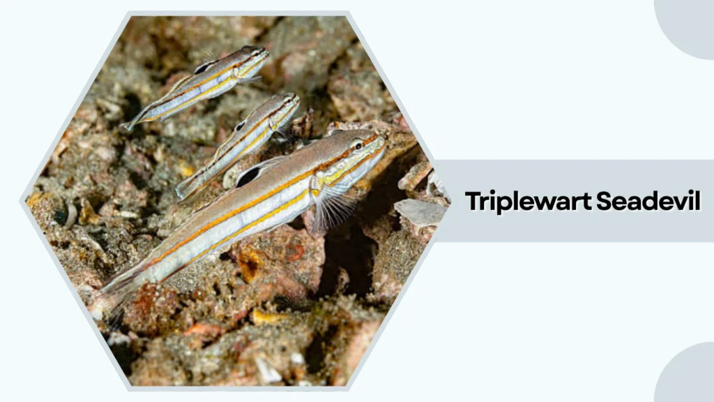 Triplewart Seadevil