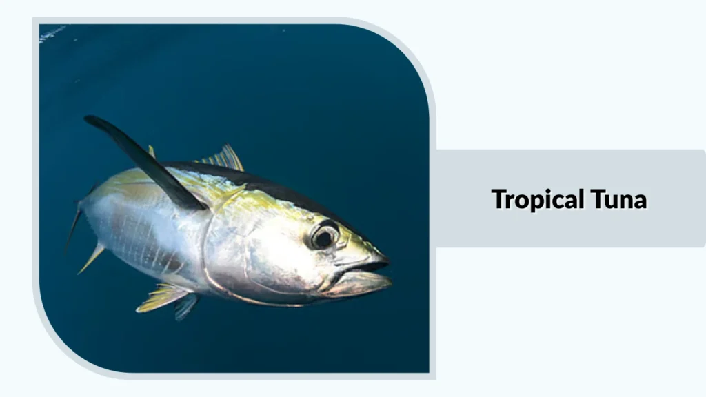 Tropical Tuna