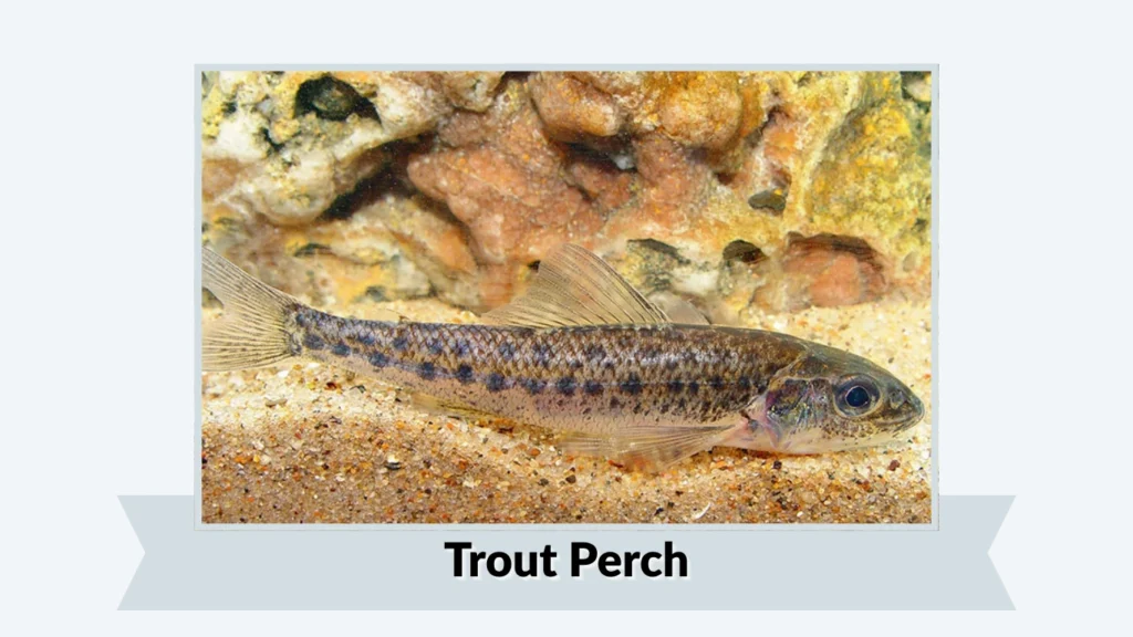 Trout Perch