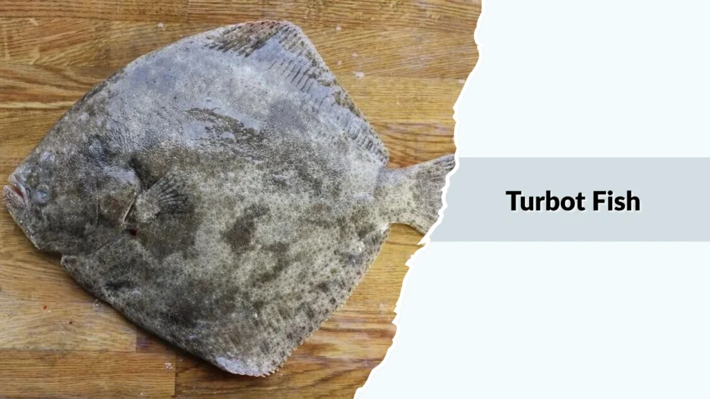 Turbot Fish