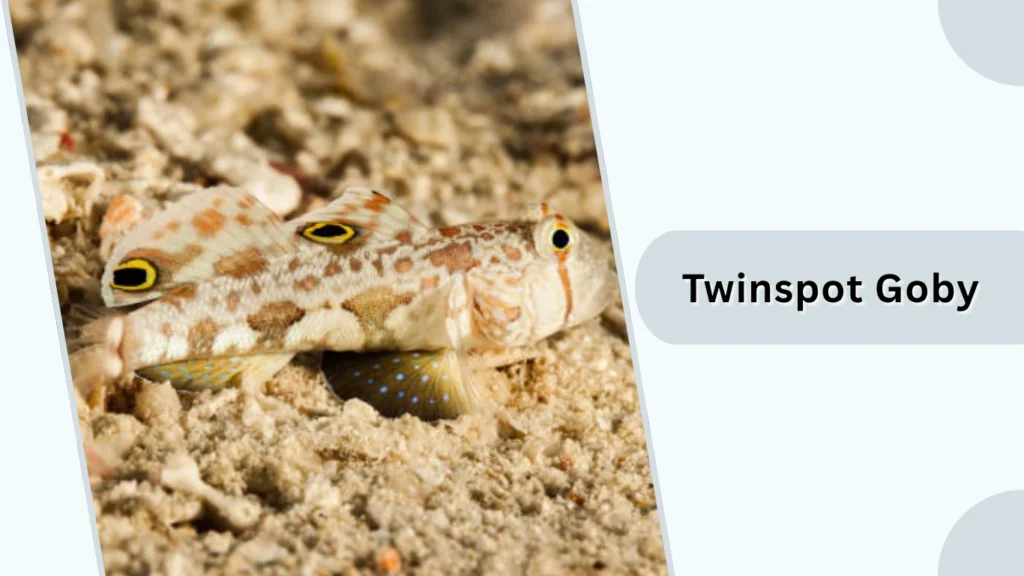 Twinspot Goby