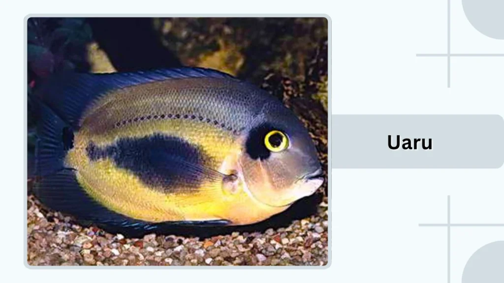 Uaru