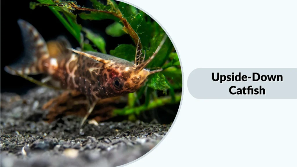 Upside-Down Catfish