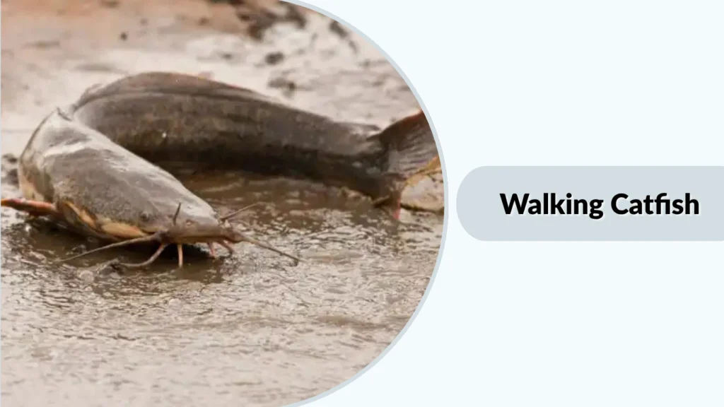 Walking Catfish