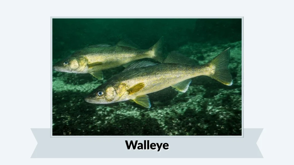 Walleye