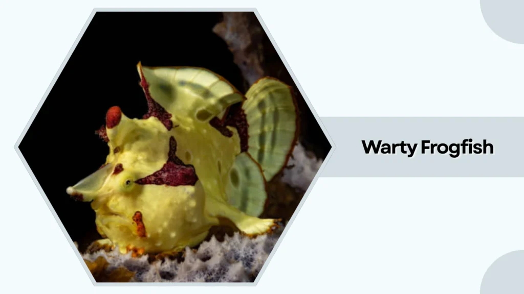 Warty Frogfish