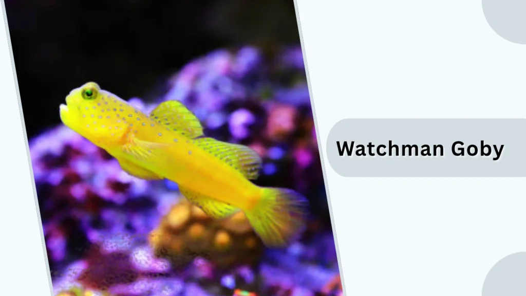 Watchman Goby