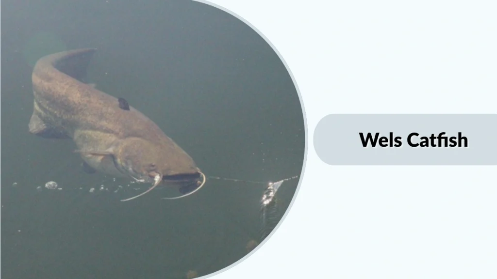 Wels Catfish