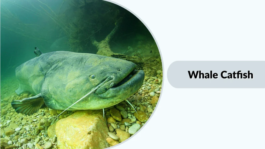 Whale Catfish
