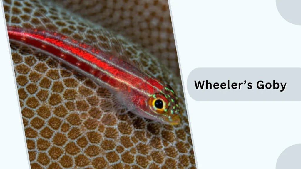 Wheeler’s Goby