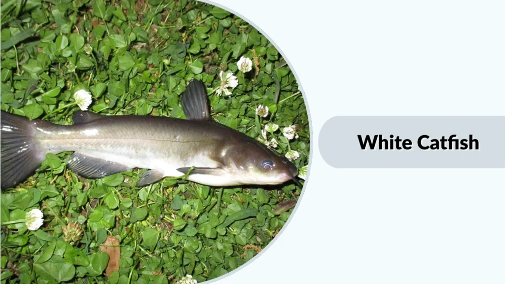 White Catfish