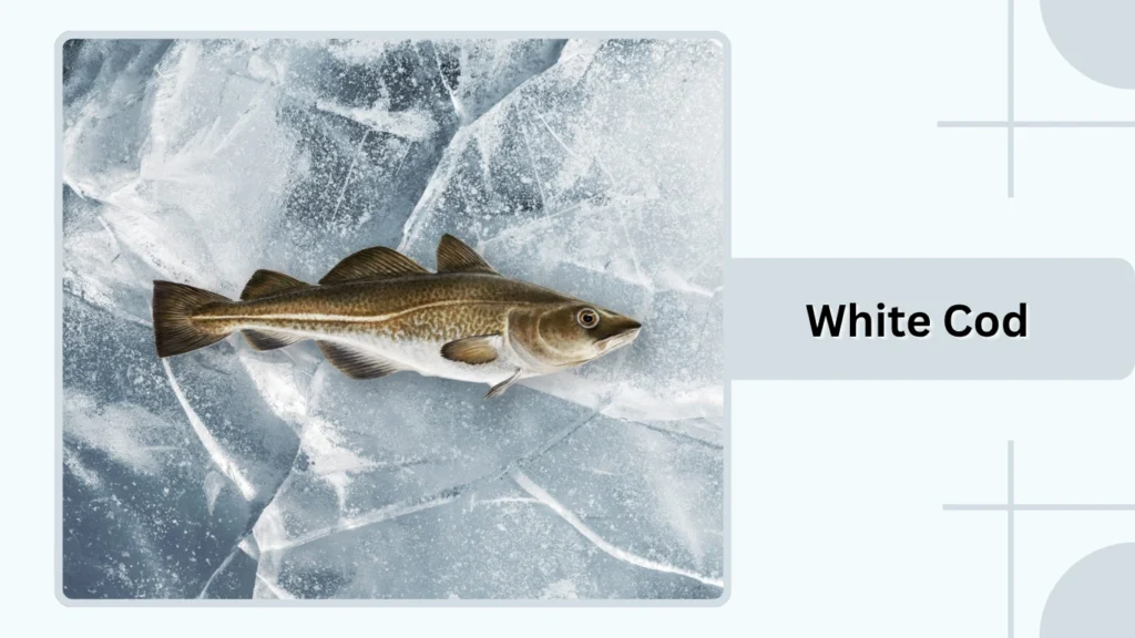 White Cod
