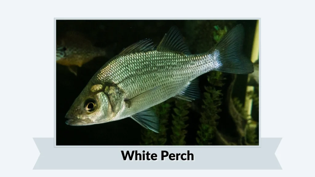 White Perch