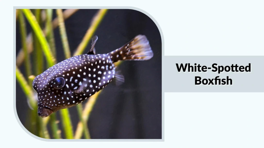 White-Spotted Boxfish