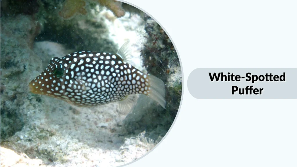 White-Spotted Puffer