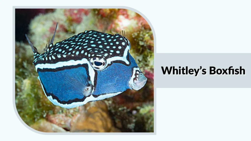 Whitley’s Boxfish