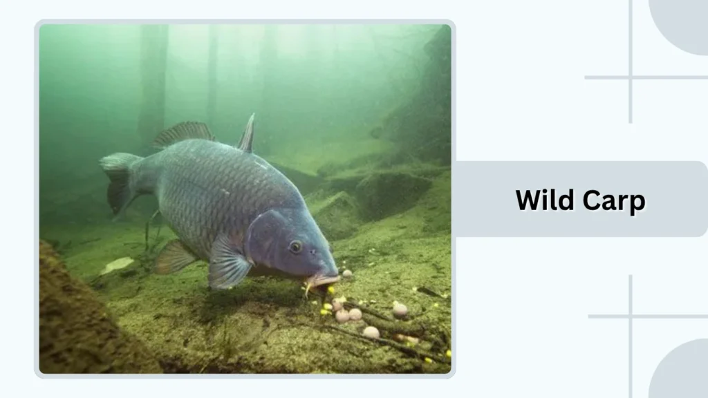 Wild Carp