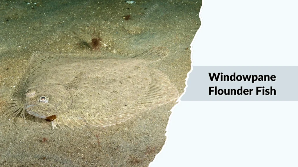 Windowpane Flounder Fish