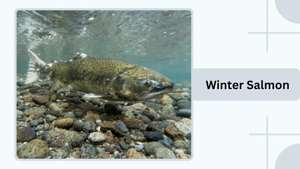 Winter Salmon