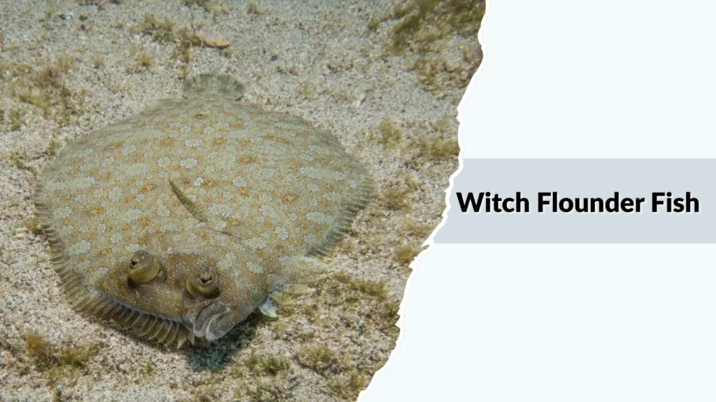 Witch Flounder Fish