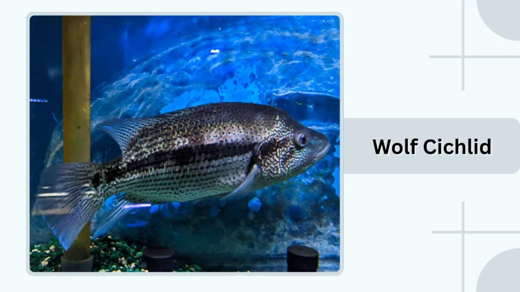 Wolf Cichlid