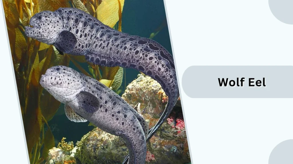 Wolf Eel