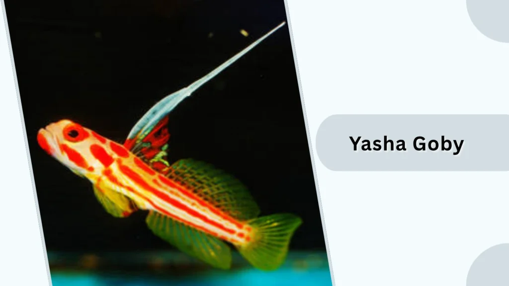 Yasha Goby